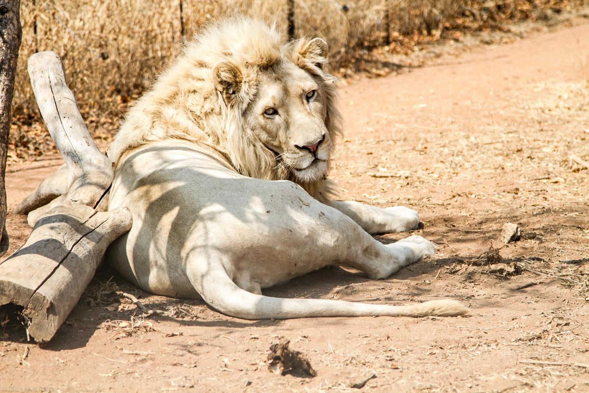 Simba Safaris African Pride Exotic Lodge Lephalale 外观 照片