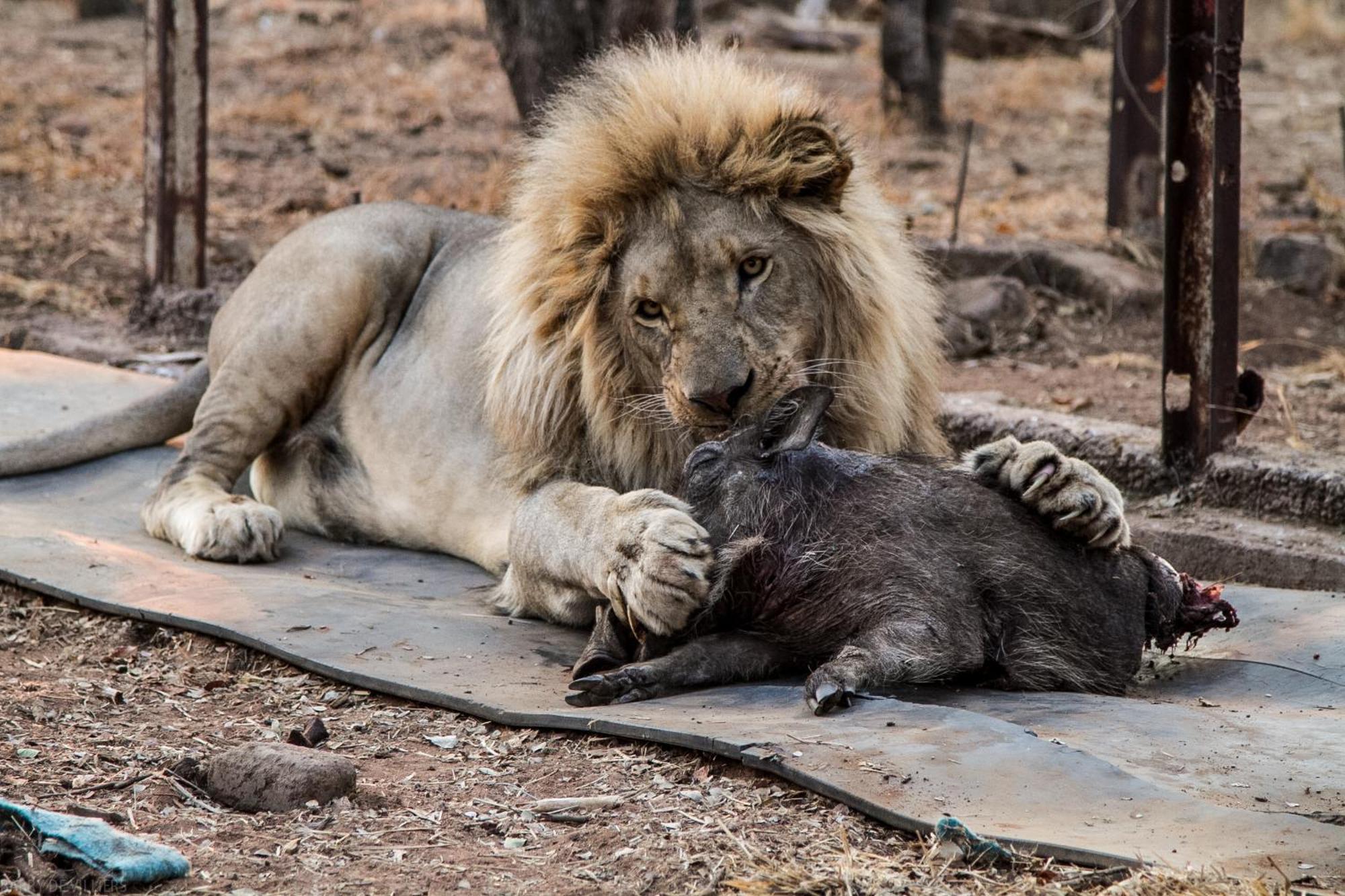 Simba Safaris African Pride Exotic Lodge Lephalale 外观 照片
