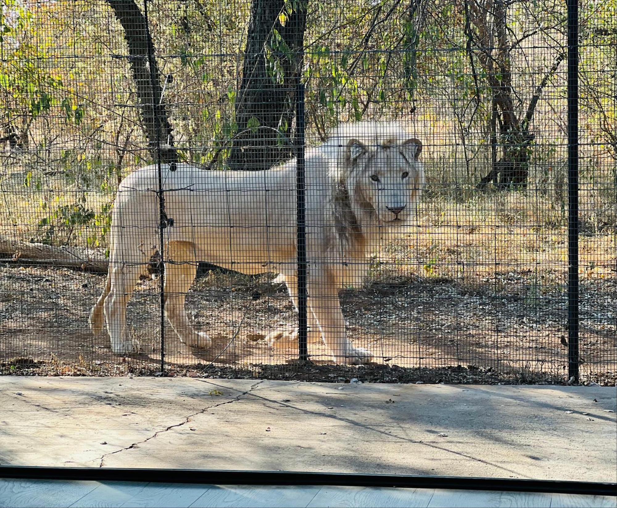 Simba Safaris African Pride Exotic Lodge Lephalale 外观 照片