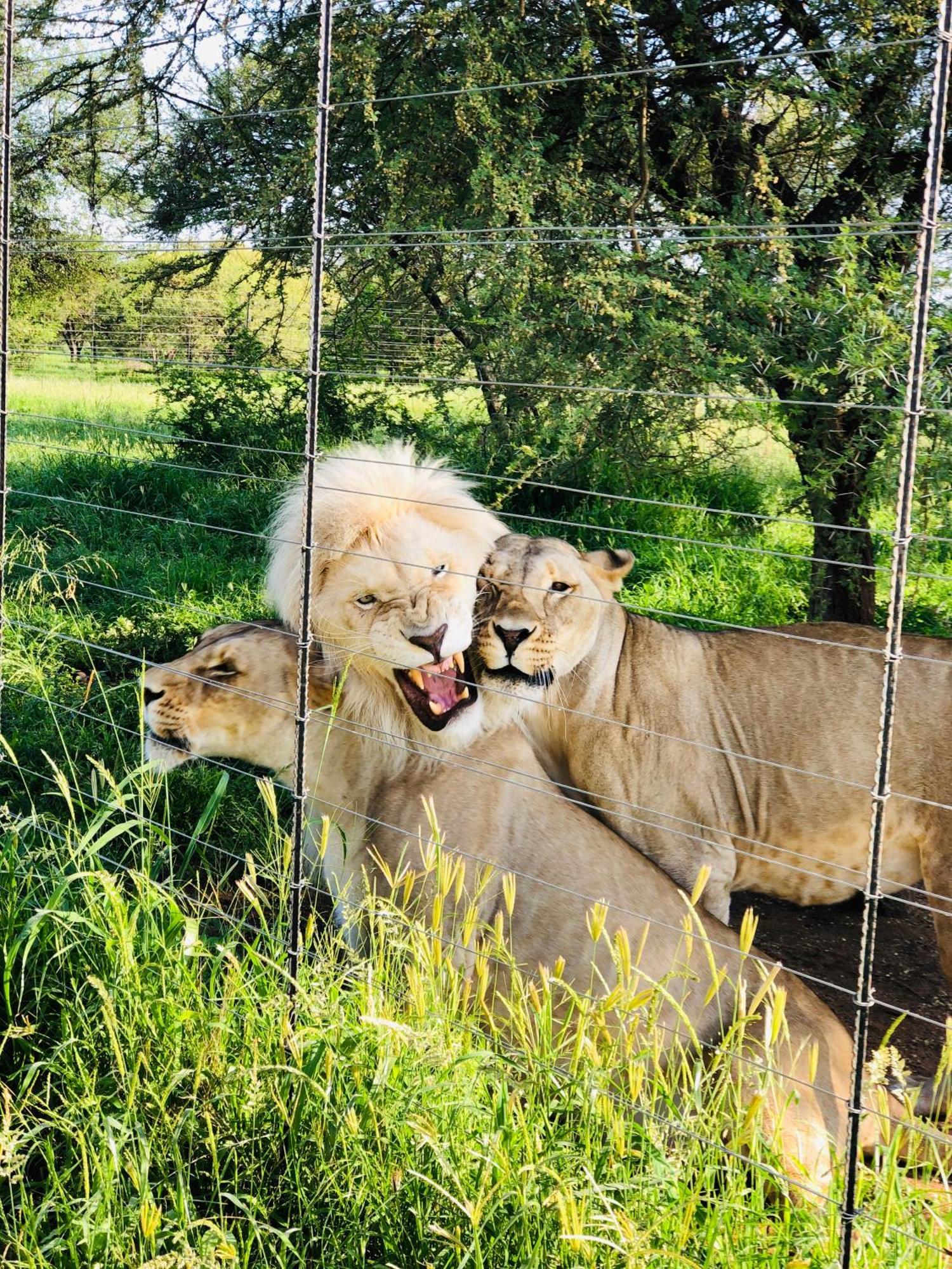 Simba Safaris African Pride Exotic Lodge Lephalale 外观 照片