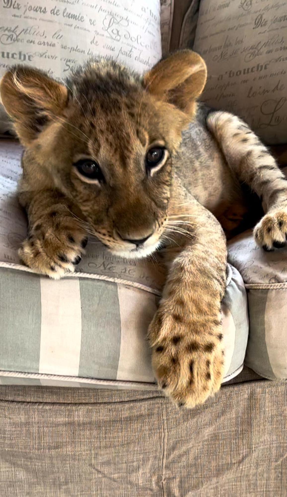 Simba Safaris African Pride Exotic Lodge Lephalale 外观 照片