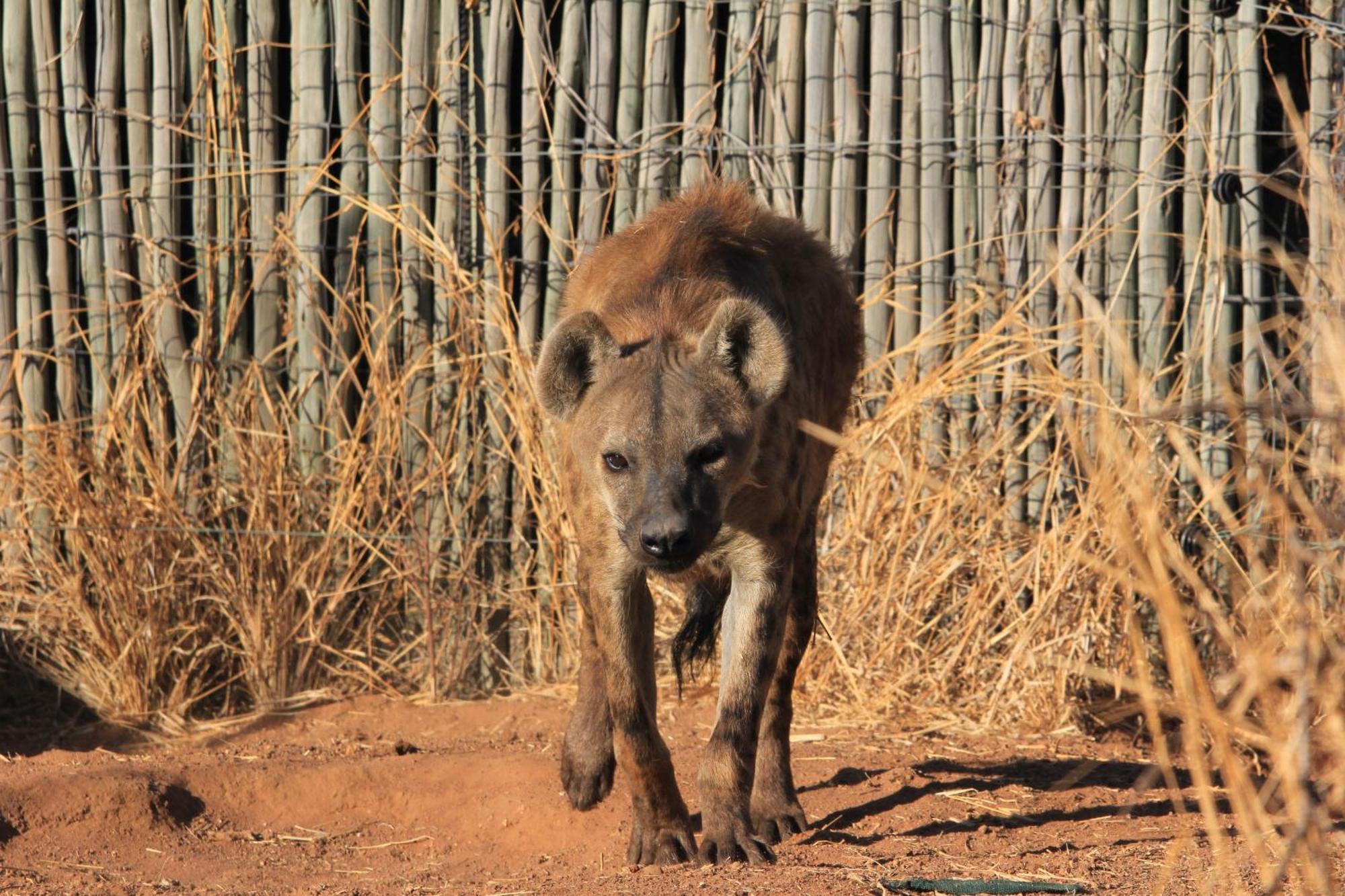 Simba Safaris African Pride Exotic Lodge Lephalale 外观 照片