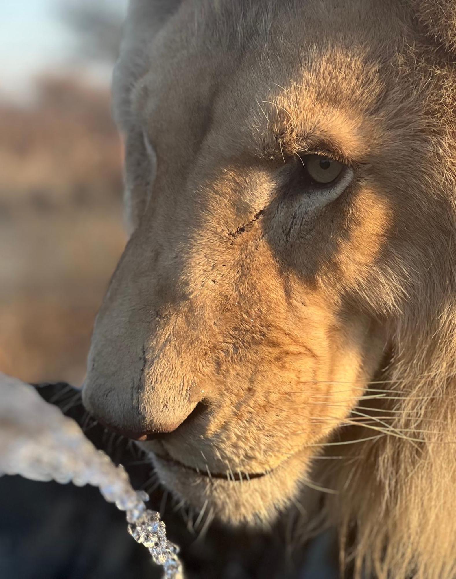 Simba Safaris African Pride Exotic Lodge Lephalale 外观 照片