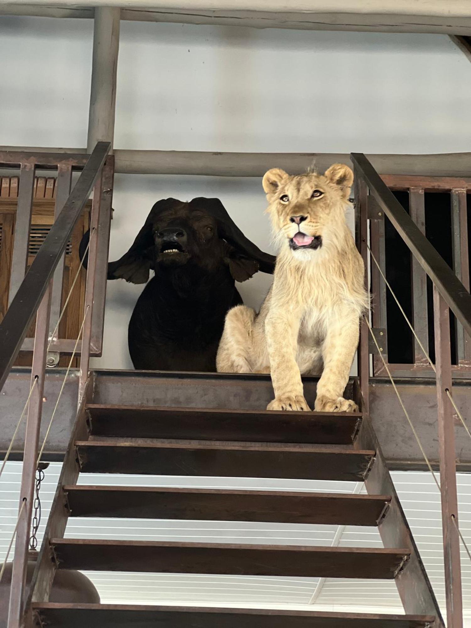 Simba Safaris African Pride Exotic Lodge Lephalale 外观 照片
