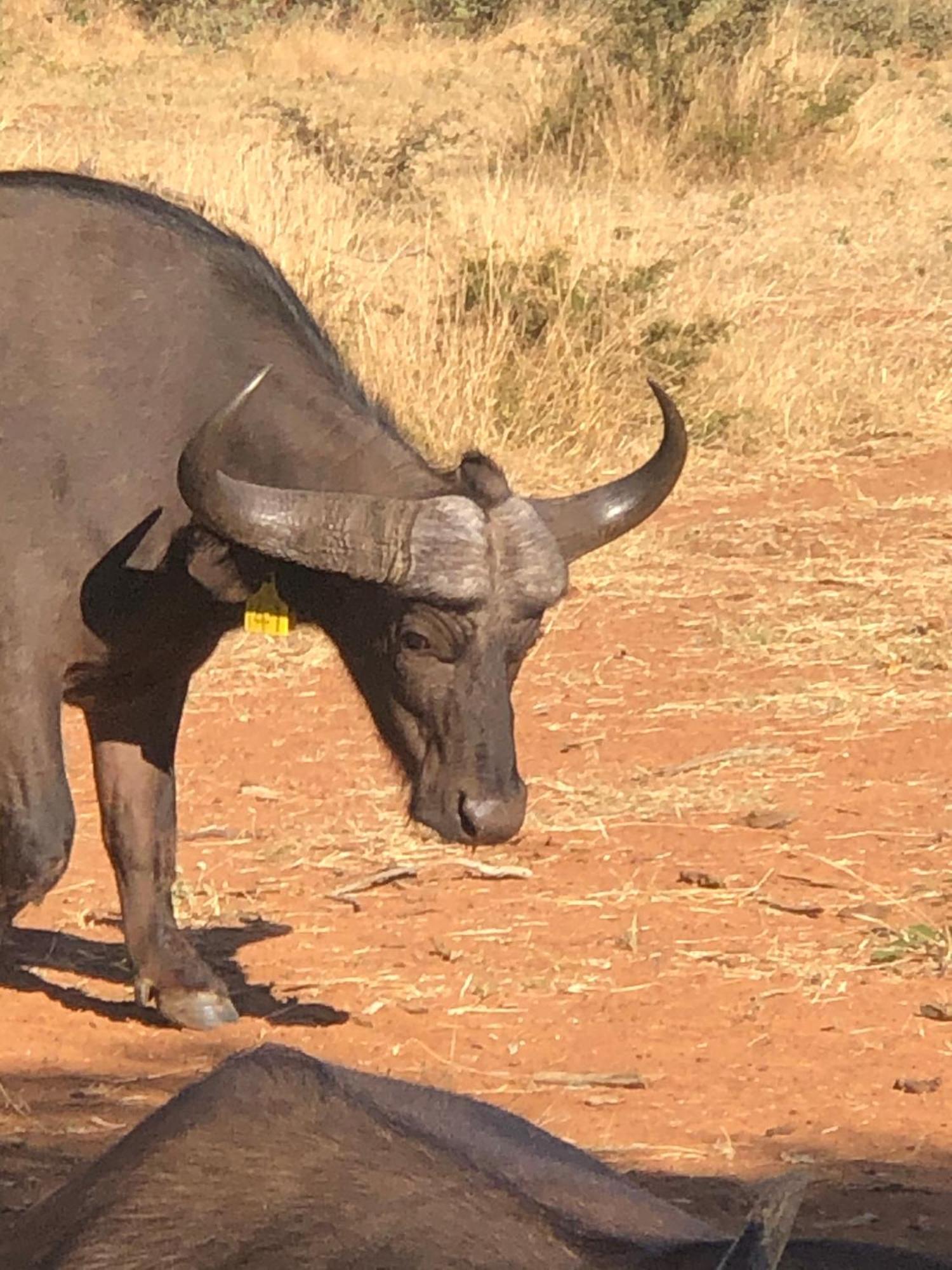 Simba Safaris African Pride Exotic Lodge Lephalale 外观 照片