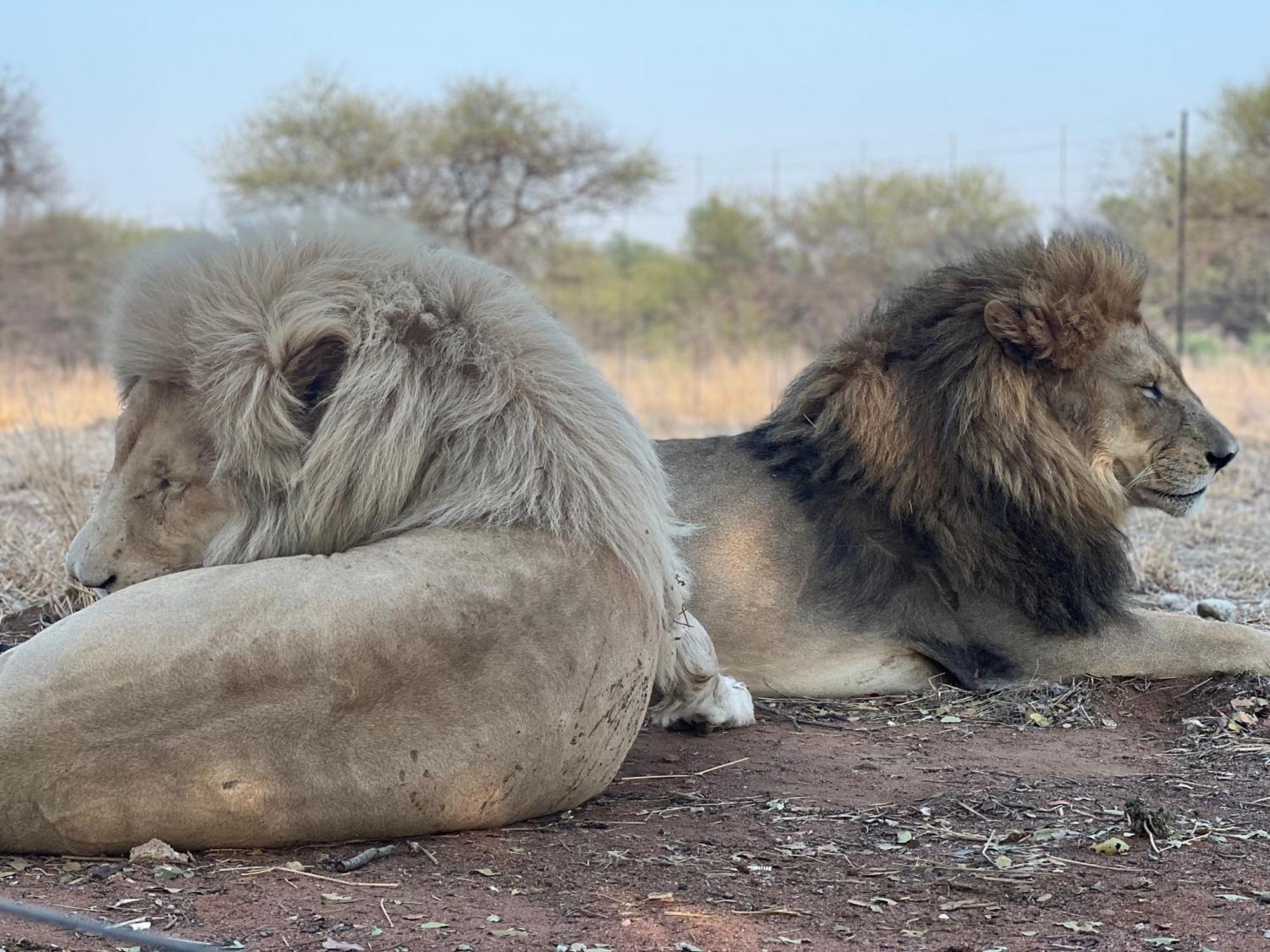 Simba Safaris African Pride Exotic Lodge Lephalale 外观 照片