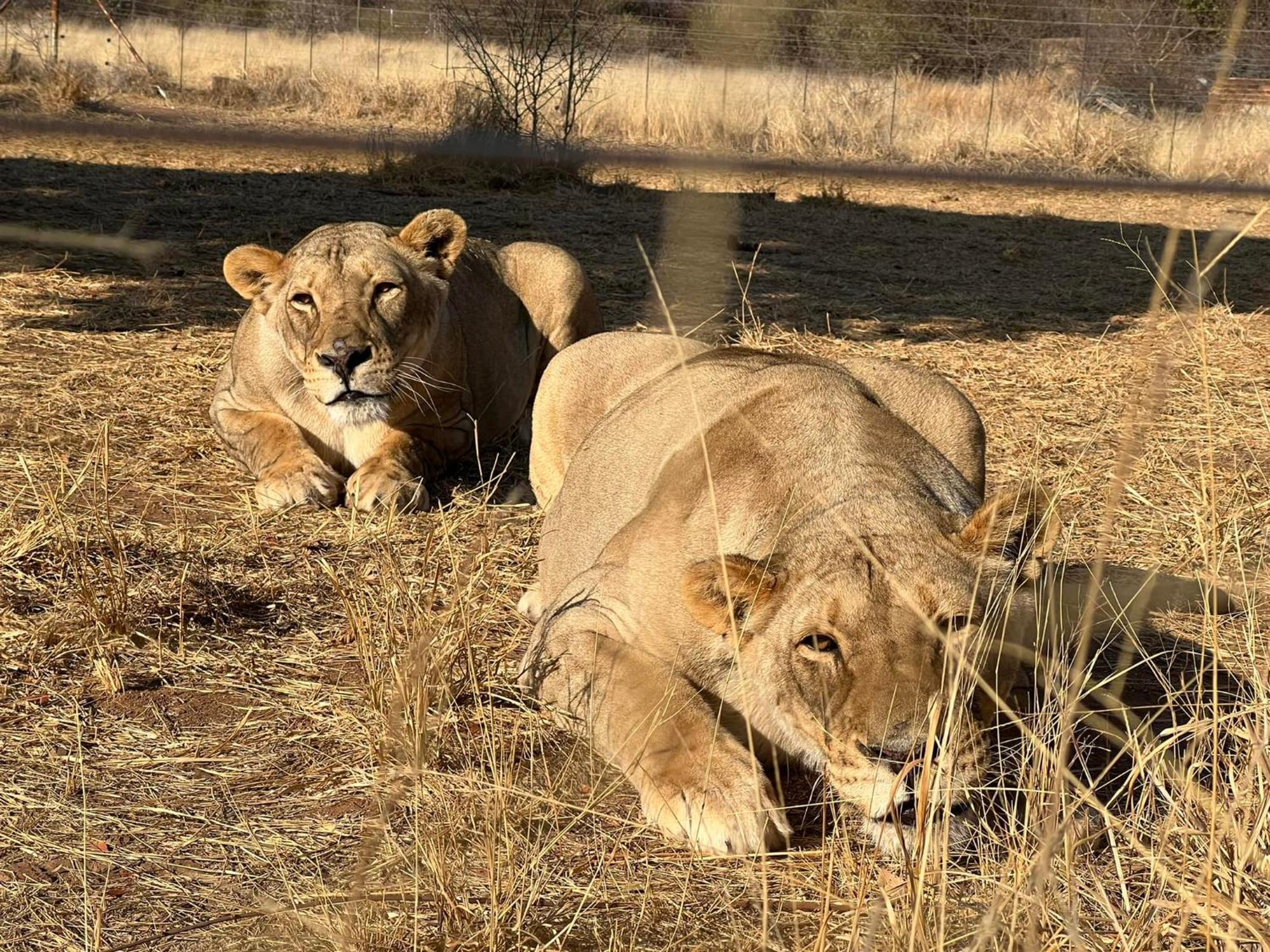 Simba Safaris African Pride Exotic Lodge Lephalale 外观 照片